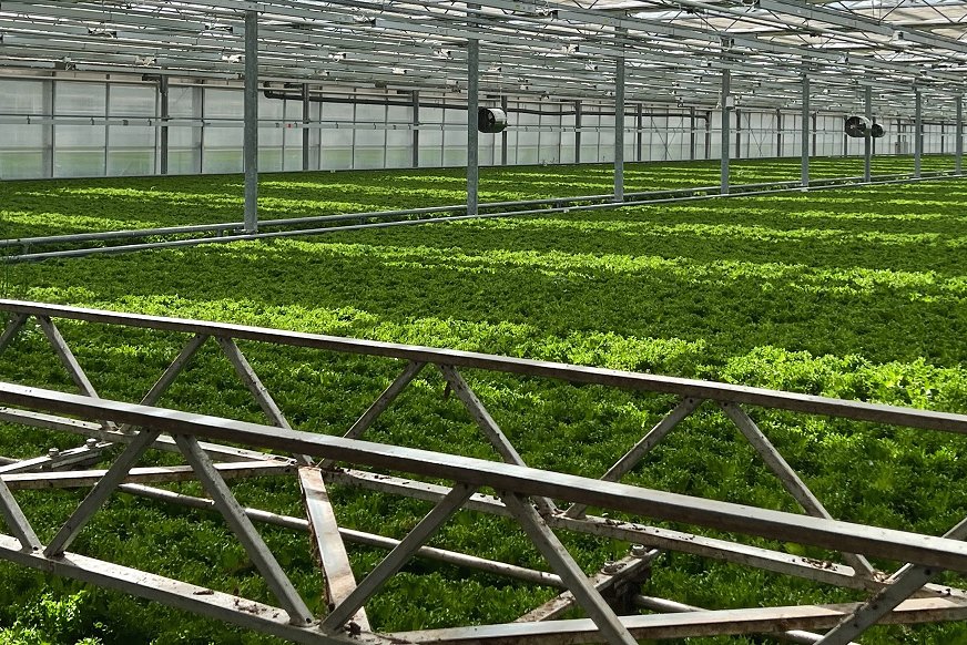 Bilde av crispsalat i drivhuset.  Bilde av crispsalat i drivhuset.