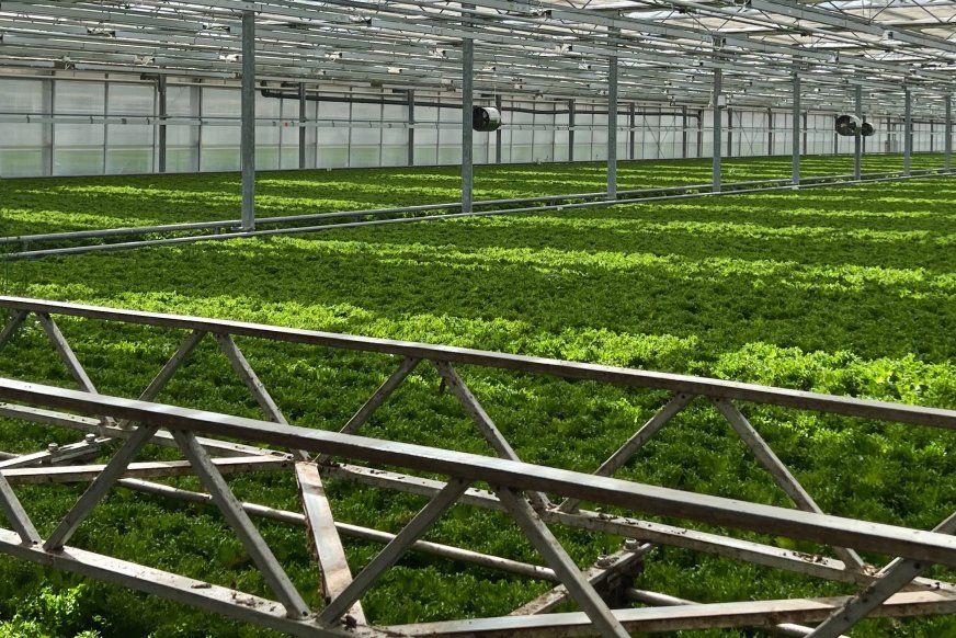 Bilde av crispsalat i drivhuset. 